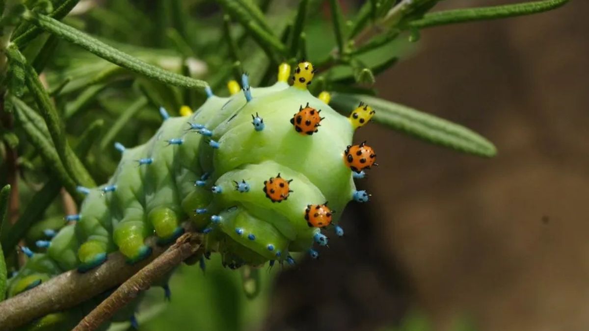 Why the Munchkin Caterpillar is a Garden Hero: Benefits, Care Tips, and How to Attract Them